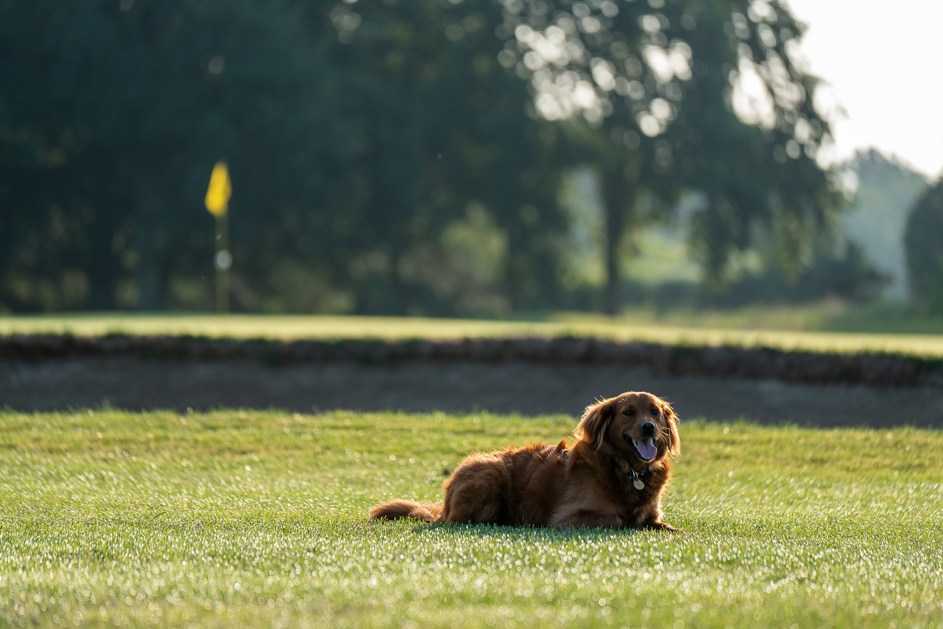 Course dog
